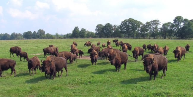 Mountain Lake Bison Range