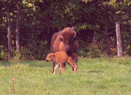 newborn buffalo calf with mother