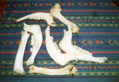 Bison jaw and leg bones
