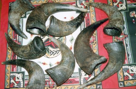 Buffalo horns