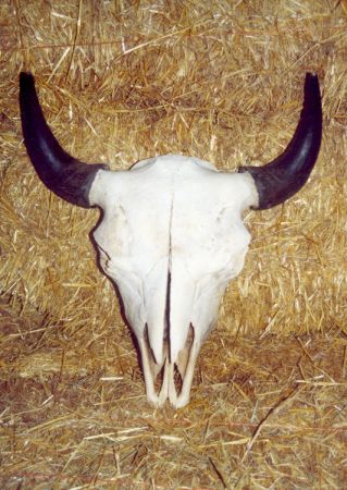 Buffalo skulls